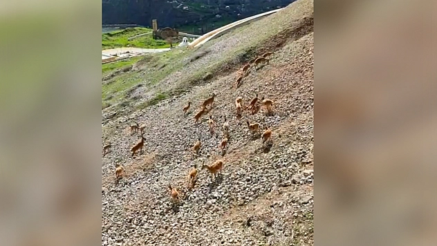 Elazığ'da dağ keçileri görüntülendi