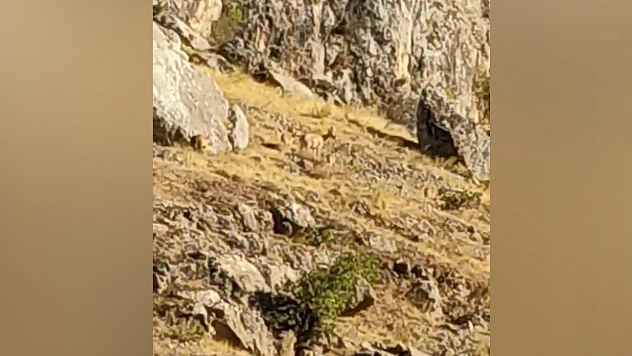 Elazığ'da dağ keçileri Harput'ta görüntülendi