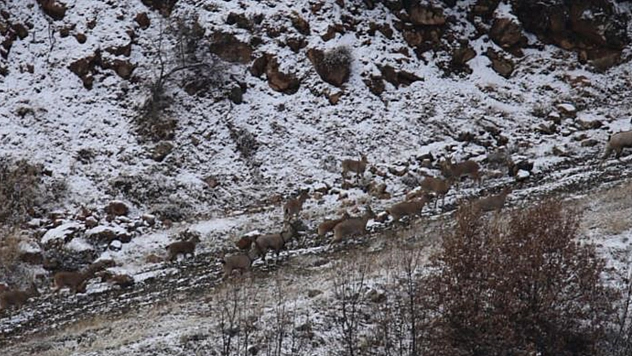 Elazığ'da dağ keçileri hummalı çalışmayla kontrol ediliyor