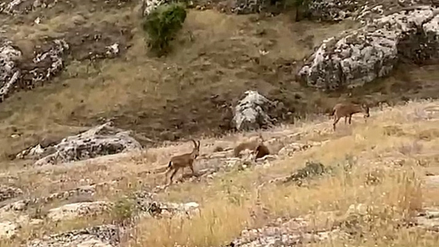 Elazığ'da dağ keçileri sürü halinde görüntülendi