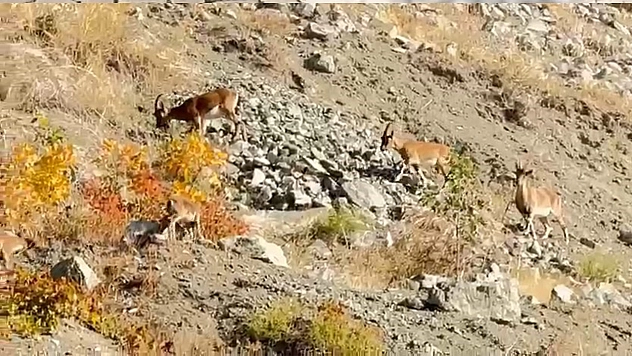 Elazığ'da dağ keçileri sürü halinde görüntülendi