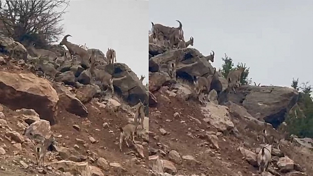 Elazığ'da dağ keçileri sürü halinde görüntülendi
