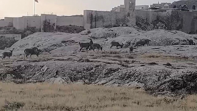 Elazığ'da dağ keçileri sürü halinde ortaya çıktı