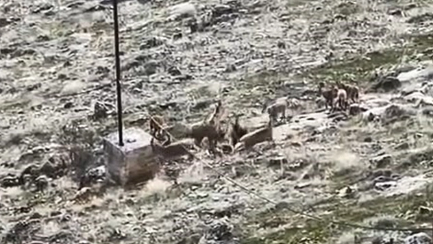 Elazığ'da dağ keçileri sürü halinde görüntülendi