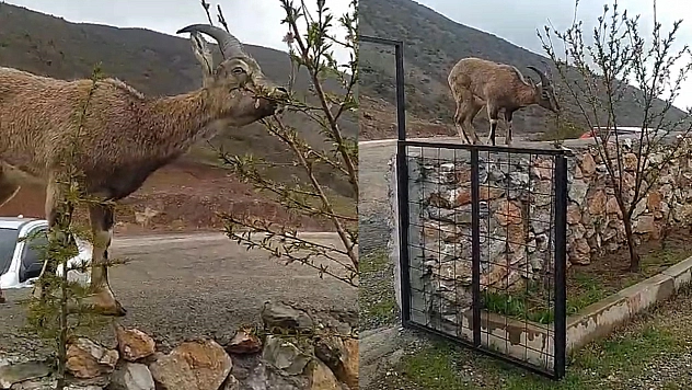 Elazığ'da dağ keçisi evin duvarına tırmandı