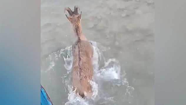 Elazığ'da dağ keçisinin imdadına balıkçılar koştu