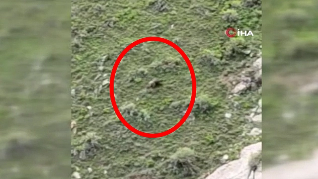 Elazığ'da dağlık alanda koşan ayı görüntülendi