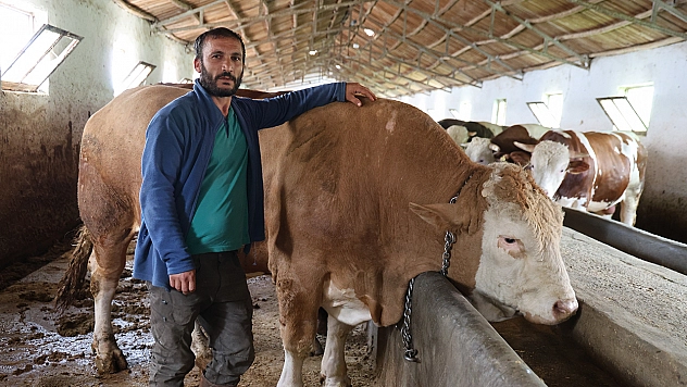 Elazığ'da dev tosun görücüye çıktı: Fiyatı 420 bin TL