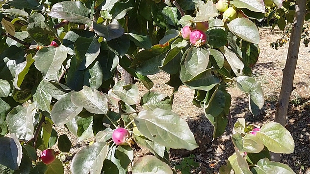 Elazığ'da doğa şaşırttı: Armut ve elma ağaçları ekim ayında meyve verdi