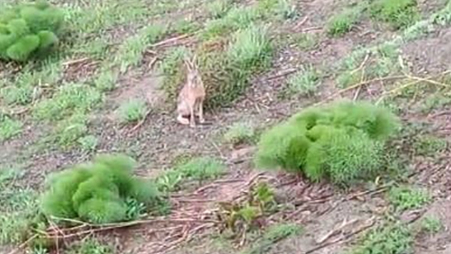 Elazığ'da Doğal Hız Makinası Görüntülendi!