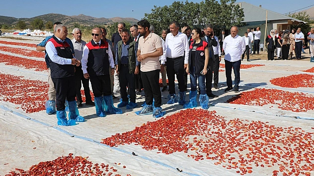 Elazığ'da domates hasadı başladı: 100 bin ton rekolte bekleniyor
