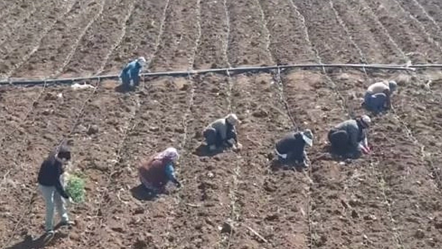 Elazığ'da domates üretiminde yeni sezon başladı