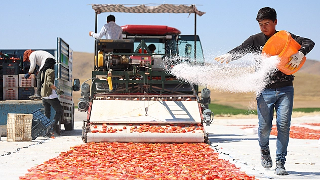 Elazığ'da domateste 315 ton rekolte bekleniyor