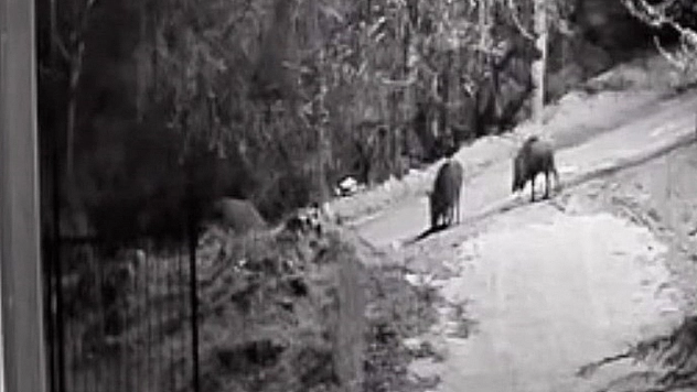 Elazığ'da domuz sürüleri görüldü