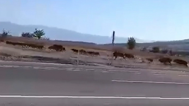 Elazığ'da Domuz Sürüsü Görüntülendi