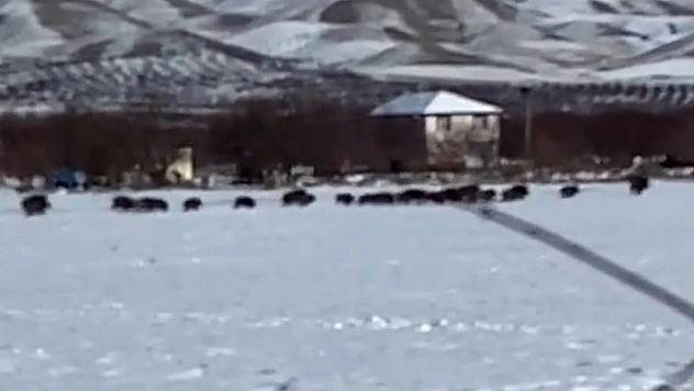 Elazığ'da domuz sürüsü kamerada