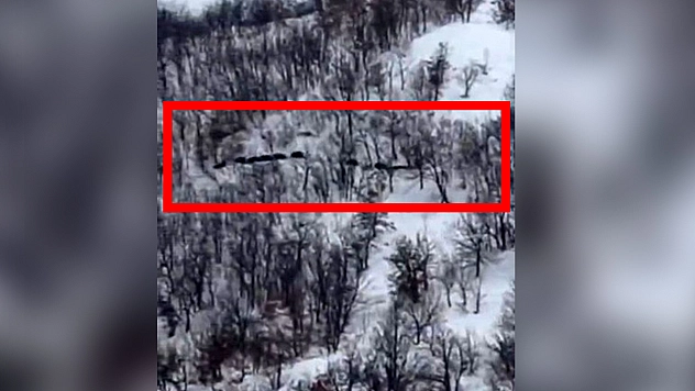 Elazığ'da domuz sürüsü kameraya yansıdı