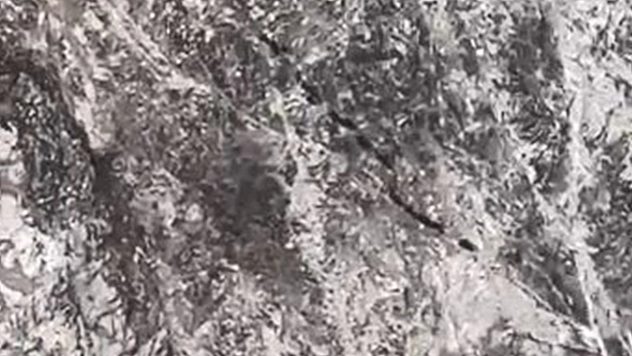 Elazığ'da domuz sürüsü köy yakınlarında görüntülendi