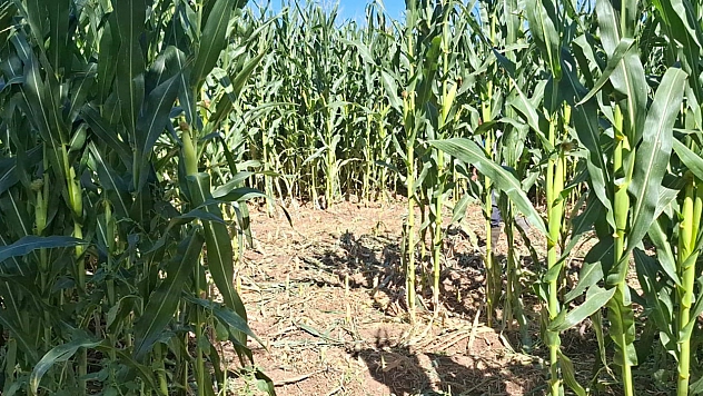 Elazığ'da domuz sürüsü mısır tarlasını talan etti