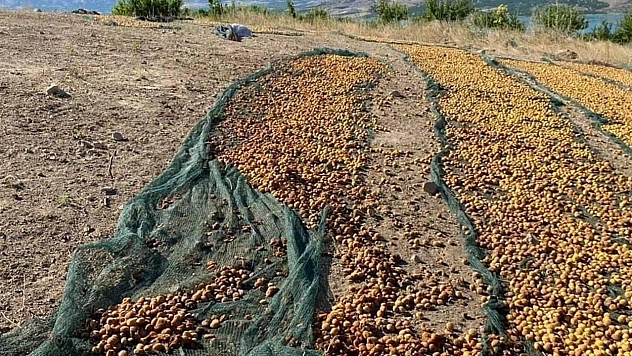 Elazığ'da Domuz Sürüsü Tonlarca Kayısıyı Çöp Etti
