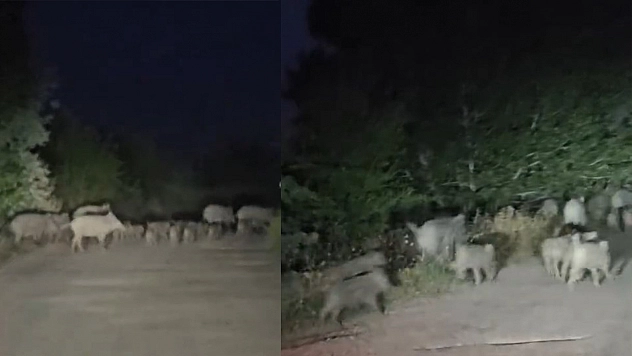 Elazığ'da domuz sürüsü yola indi