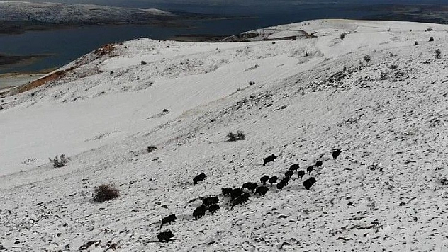 Elazığ'da domuz sürüsünün kaçışları drone ile böyle görüntülendi