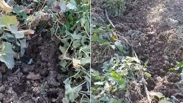 Elazığ'da Domuzların Talanı Bitmiyor, Sebze Bahçeleri Kullanılmaz Hale Geldi