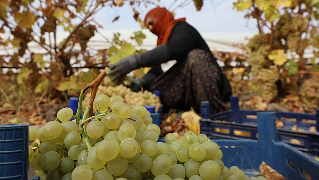 Elazığ'da donun vurduğu üzümde rekolte yüzde 80 düştü