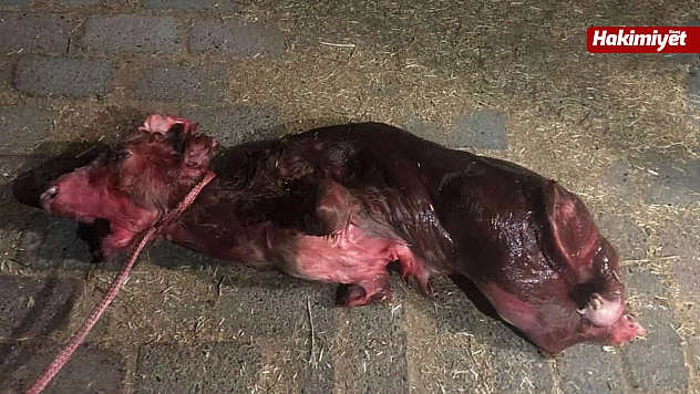 Elazığ'da dünyaya gelen buzağı, ilginç görüntüsü ve 2 ayağıyla şaşırttı