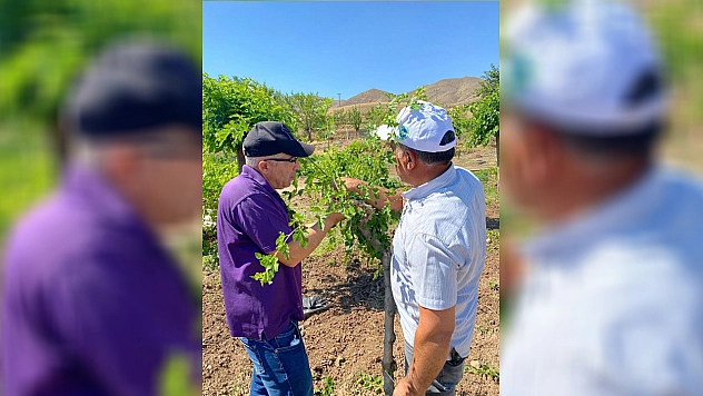 Elazığ'da dut bahçelerinde aşılama çalışması yapıldı