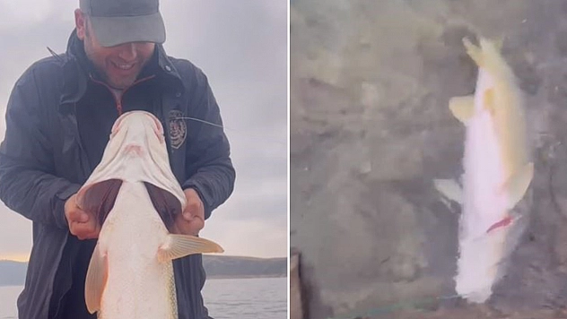 Elazığ'da ejderha avı!