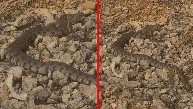 Elazığ'da engerek yılanı görüntülendi