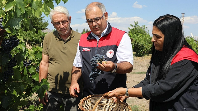 Elazığ'da erkenci üzüm hasadı başladı