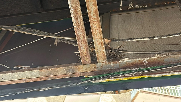 Elazığ'da esnaftan örnek davranış: Kuşların yuvası için tadilatı erteledi