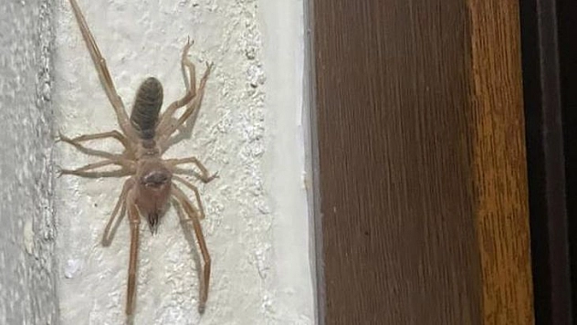 Elazığ'da 'et yiyen örümcek' görüldü