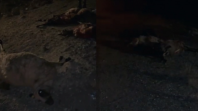 Elazığ'da facia! Koyun sürüsüne kamyonet çarptı: 30 koyun telef oldu