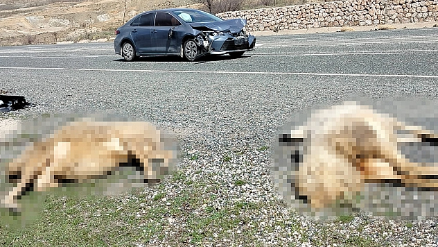 Elazığ'da facia: Otomobil koyun sürüsüne daldı