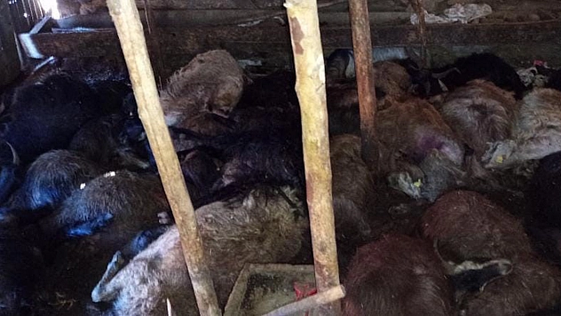 Elazığ'da facia! Yıldırım düştü: 45 küçükbaş hayvan telef oldu