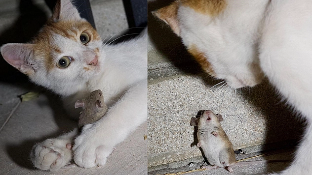 Elazığ'da Fare, Kedinin oyuncağı oldu