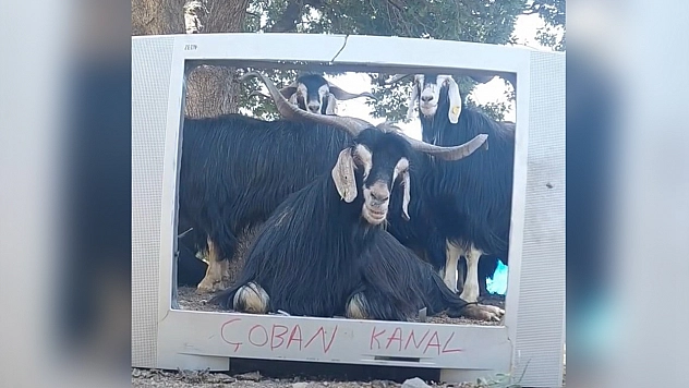 Elazığ'da fenomen çobanın yeni yıldızı keçisi oldu