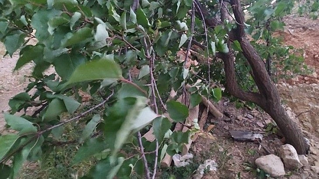 Elazığ'da fırtına ağaçları yerinden söktü