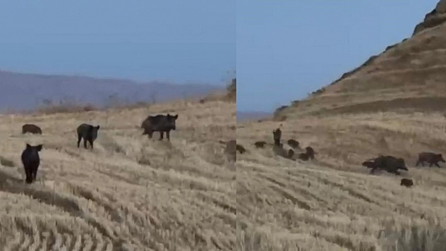 Elazığ'da 'Gamsız' Domuz Sürüsü