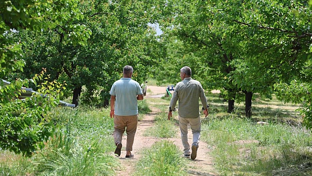 Elazığ'da Geçen Sene Don Vuran Kayısıyı Bu Sene de Sis Vurdu: Yüzde 60 Düşüş Bekleniyor!