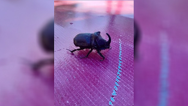 Elazığ'da gergedan böceği görüldü