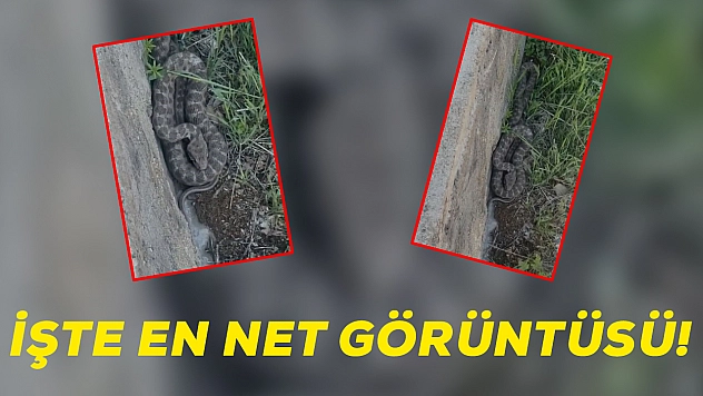 Elazığ'da görüldü! Anavatanı Asya ve Afrika olarak biliniyor: Panik yarattı