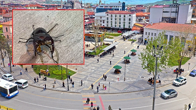 Elazığ'da görüldü: Bu böceği öldürmenin cezası 557 bin TL