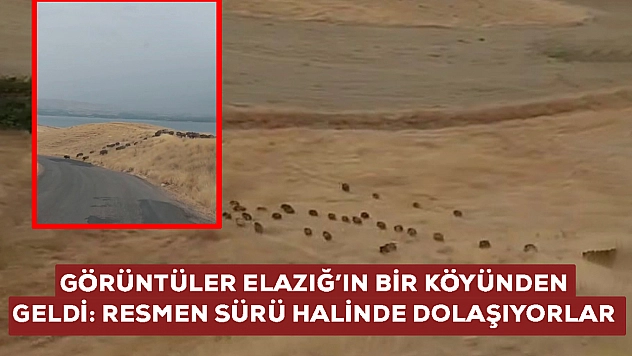 Elazığ'da görüldü: Görenler resmen kaçacak yer aradılar! Sürü halinde dolaşıyorlar