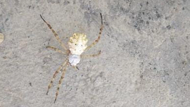 Elazığ'da görüntülenen örümceğe harika isim önerisi