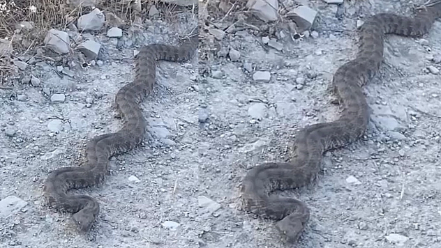 Elazığ'da görüntülenen yılan tedirgin etti