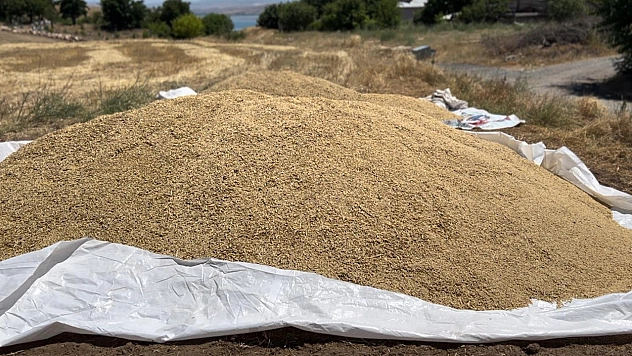 Elazığ'da Hasadı Devam Ediyor Enflasyon O Ürünleri Etkilemiyor (!)